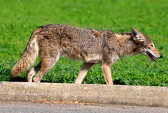 Canis latrans