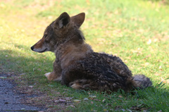 Canis latrans