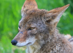 Canis latrans