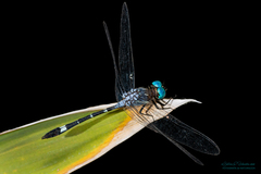 Micrathyria hypodidyma