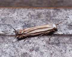 Polyhymno luteostrigella