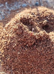 Anochetus