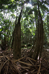 Verschaffeltia splendida, photograph (c) Claude Kolwelter, some rights reserved (CC BY)
