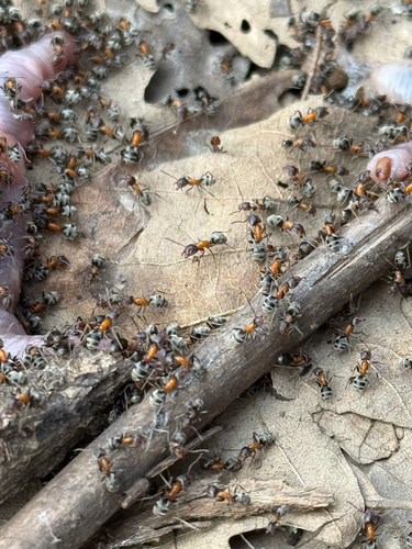 Small-headed tree ant