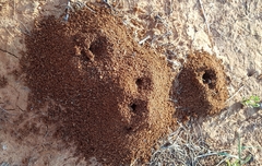 Anochetus