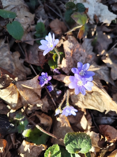 Triskiautė žibuoklė