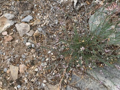 Thamnosma texana