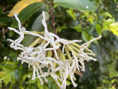 Anodendron benthamianum (Anodendron benthamianum)