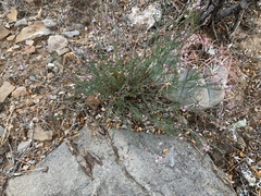 Thamnosma texana