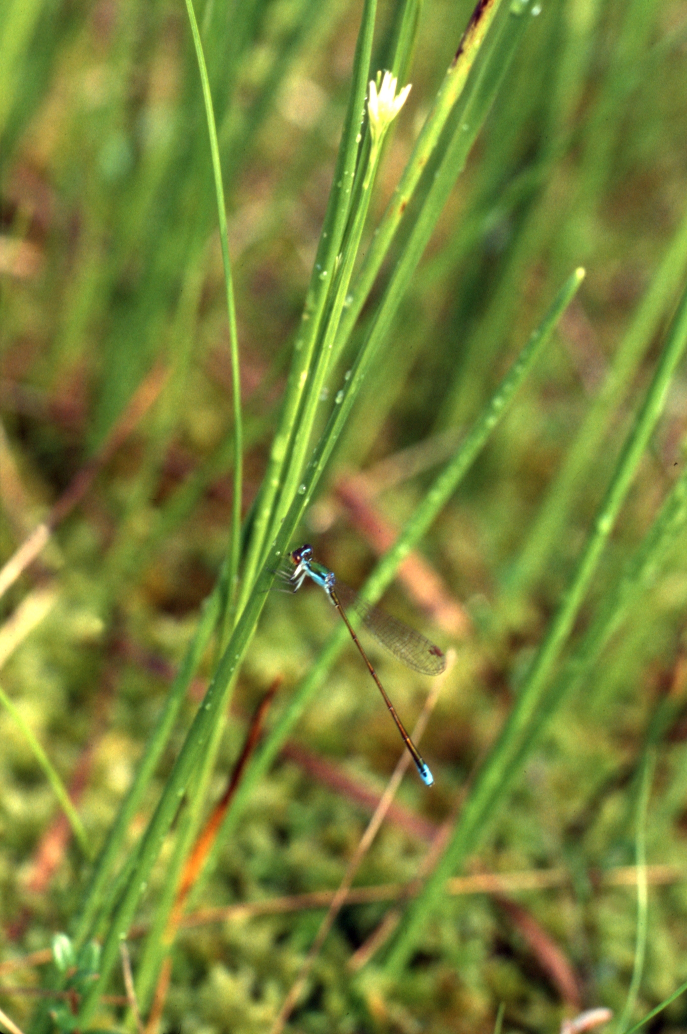 White Beak-Sedge (Rhynchospora alba)