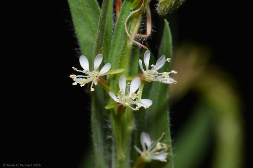 velvetweed (Oenothera curtiflora)