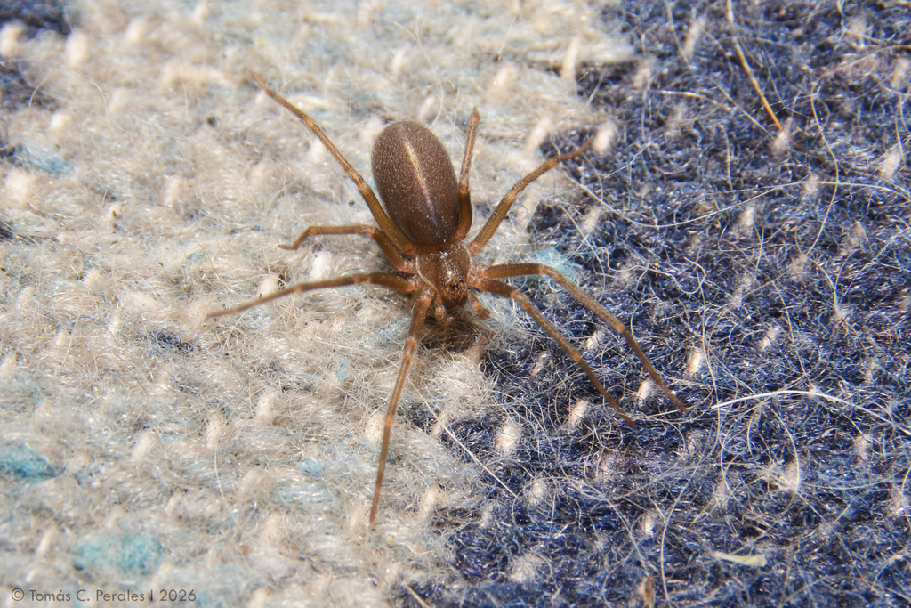 Loxosceles hirsuta