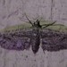 Eupithecia longidens kerrvillaria - Photo (c) Mike Farley, algunos derechos reservados (CC BY-NC), subido por Mike Farley