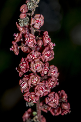 Lepisanthes alata