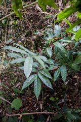 Lepisanthes alata