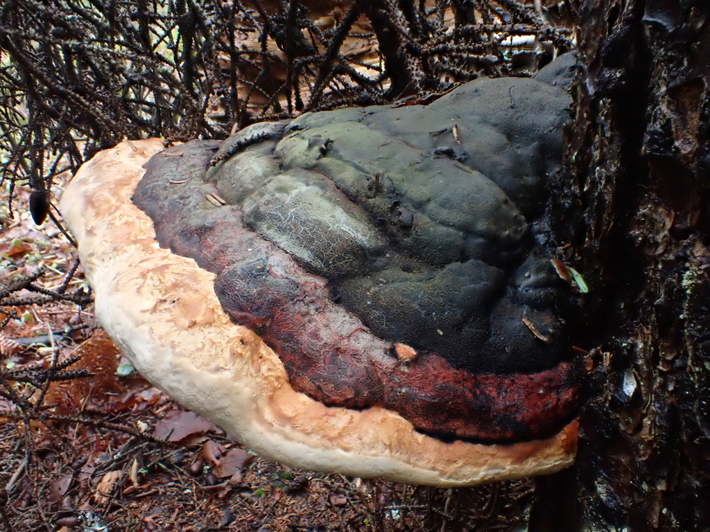 Fomitopsis mounceae · April 2026 · photo: © mythical_mold (iNaturalist, cc-by)
