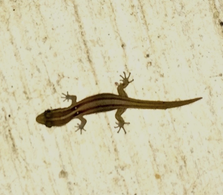 Roosevelt's Dwarf Gecko