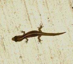 Sphaerodactylus roosevelti