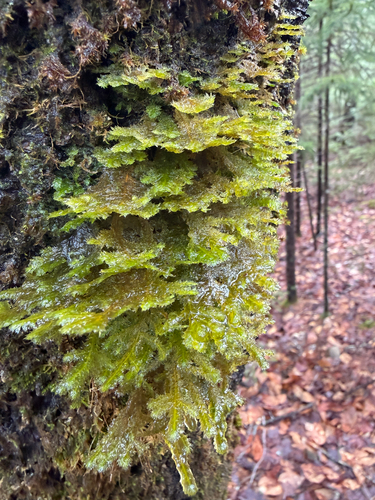 shingle moss (Neckera pennata)