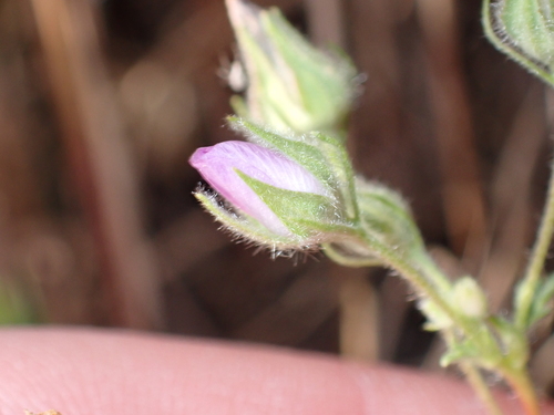 Parry's Mallow (Eremalche parryi)