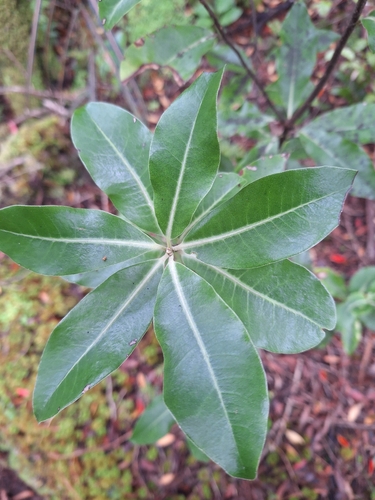 Rautāwhiri (Pittosporum colensoi)