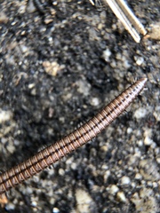 Parajulidae