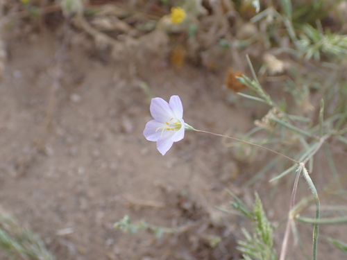 Flax-flowered Linanthus (Leptosiphon liniflorus)