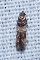 Walshia miscecolorella