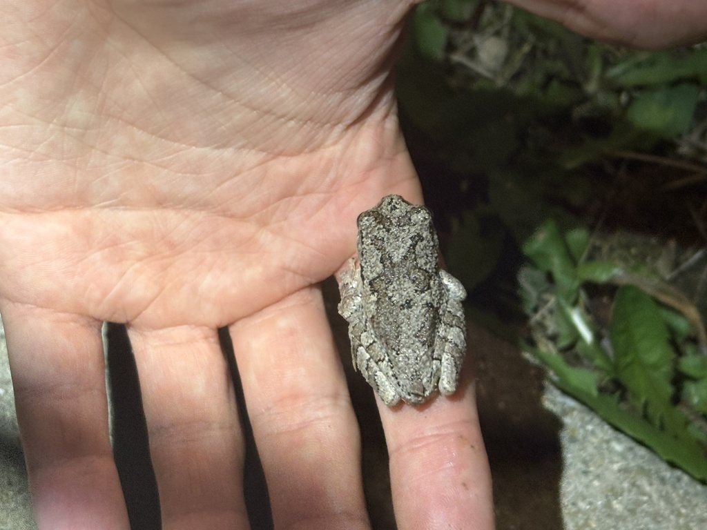 Gray Treefrog Species Complex from Rose-Hulman Institute of Technology ...