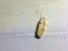 Symphlebia abdominalis