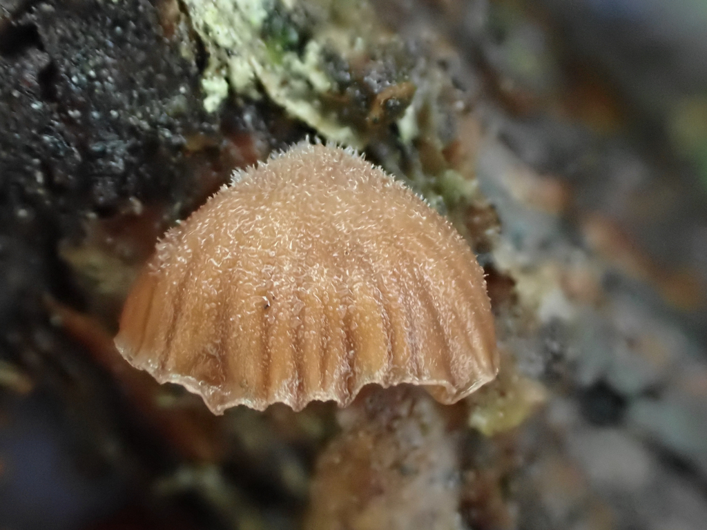 Scytinotus ringens · April 2026 · photo: © mythical_mold (iNaturalist, cc-by)