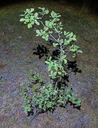 sparkleberry (Vaccinium arboreum)