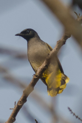 Brachypodius melanocephalos