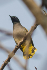 Brachypodius melanocephalos