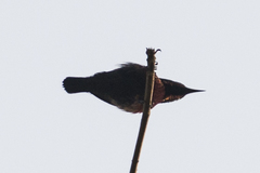 Leptocoma brasiliana