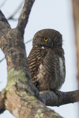 Glaucidium cuculoides