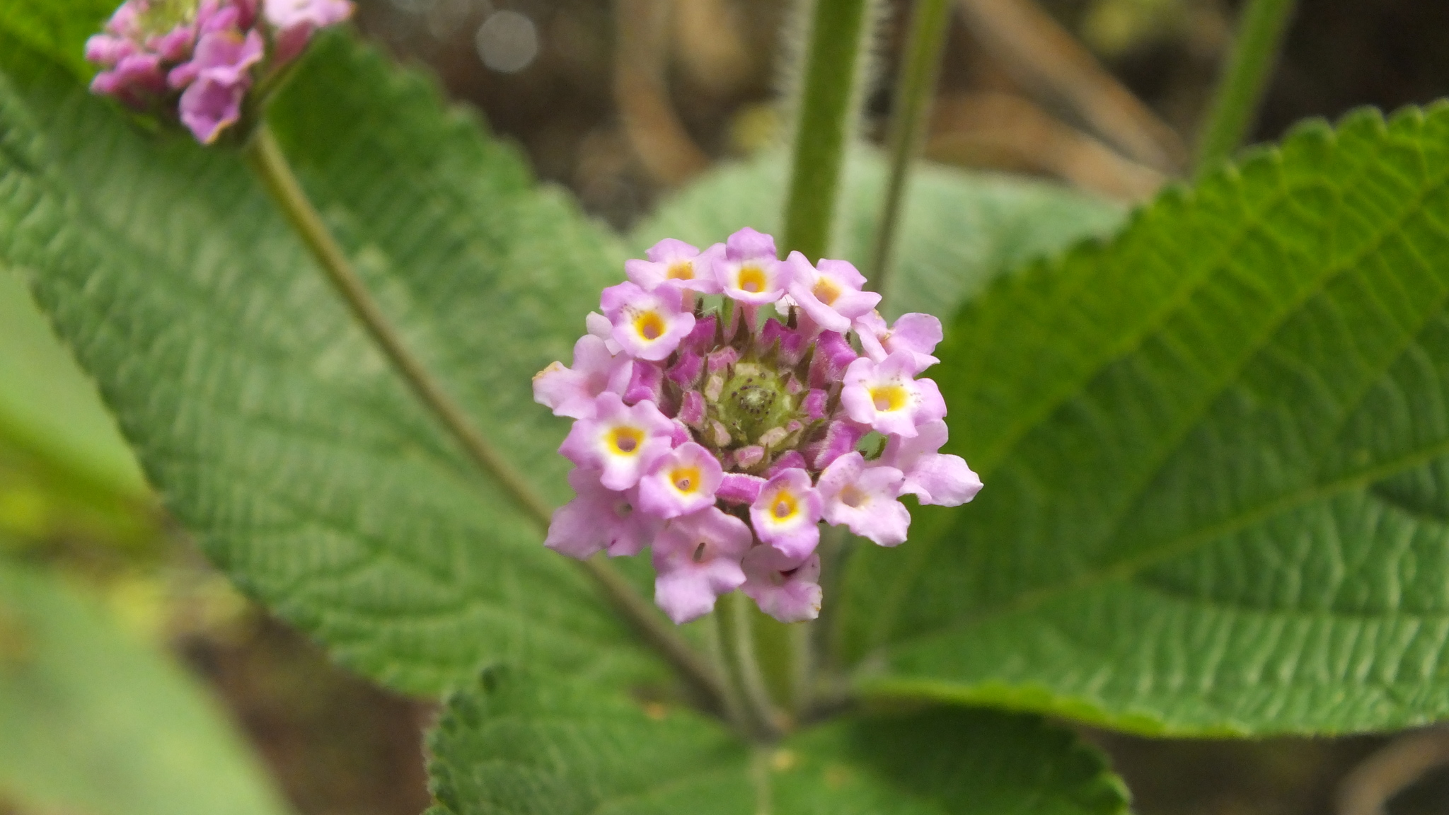 Lantana trifolia