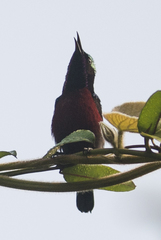 Leptocoma brasiliana