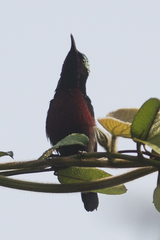 Leptocoma brasiliana