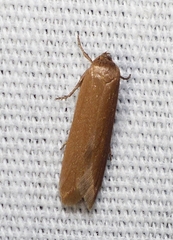 Holcocera immaculella