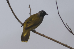 Brachypodius melanocephalos