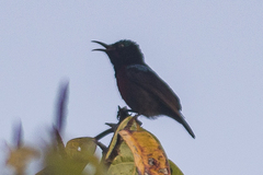Leptocoma brasiliana