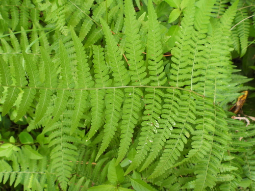 Harsh Ground-fern (Hypolepis muelleri)