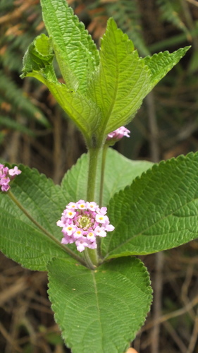 Ternate Lantana