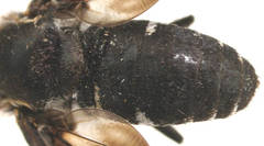 Pseudopenthes hesperis