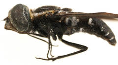 Pseudopenthes hesperis