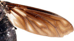 Pseudopenthes hesperis