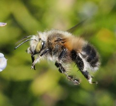 Anthophora plumipes