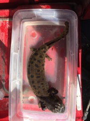 Necturus maculosus