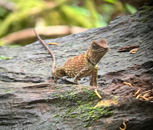 Borneo Forest Dragon